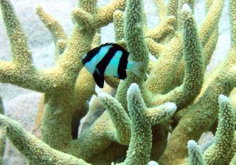 humbug damselfish