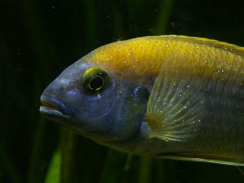 cichlid fish infected with ich
