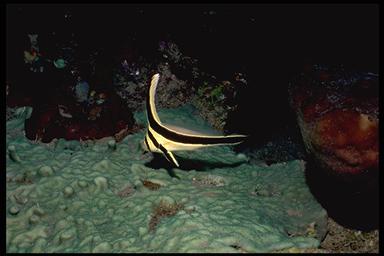 jackknife fish (Equetus lanceolatus)