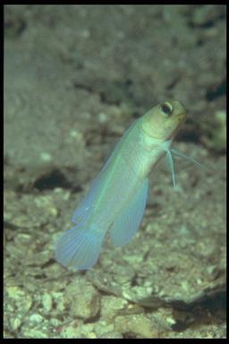 yellow-head jawfish