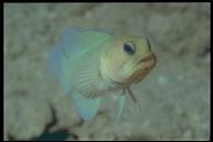 yellow-head jawfish closeup