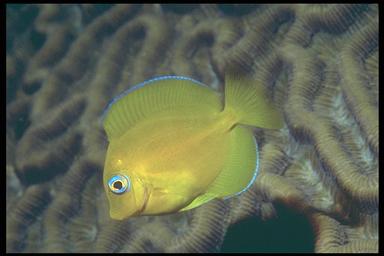 juvenile blue tang