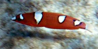 juvenile yellow-tail coris