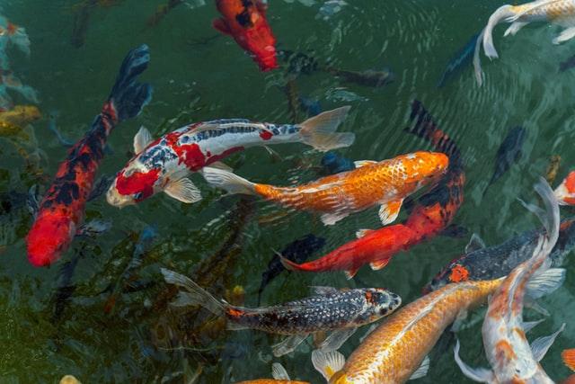 orange and white koi fish in pond