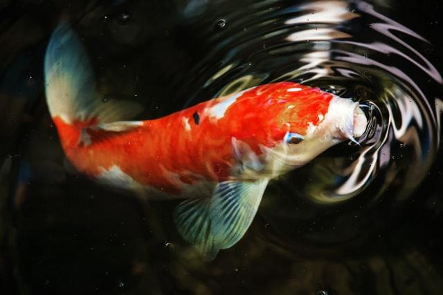 orange and white koi fish in pond