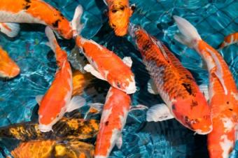 koi