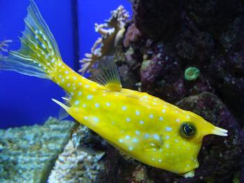 longhorn cowfish
