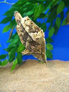 South American leaf fish (Monocirrhus polyacanthus)