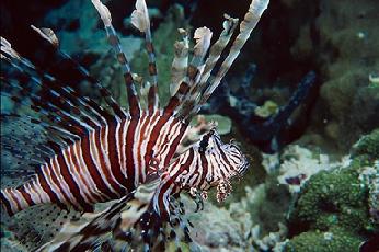 lionfish