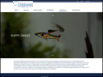 livebearers.org