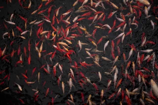 lots of koi in pond