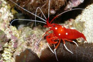 fire shrimp (lysmata debelius)