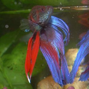 close up front view of blue male betta splendens