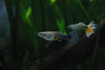 a male and female guppy
