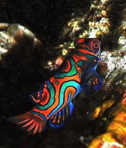 mandarinfish