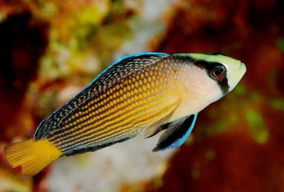 splendid dottyback