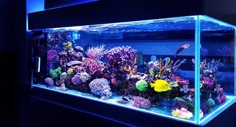 marine aquarium