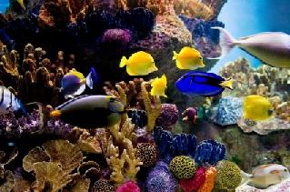 saltwater aquarium containing live rock
