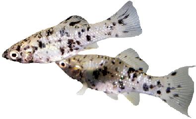 male vs female molly fish