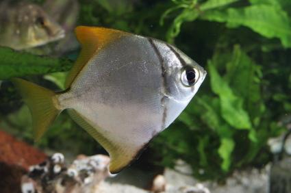 fingerfish or mono fish