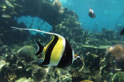 moorish idol