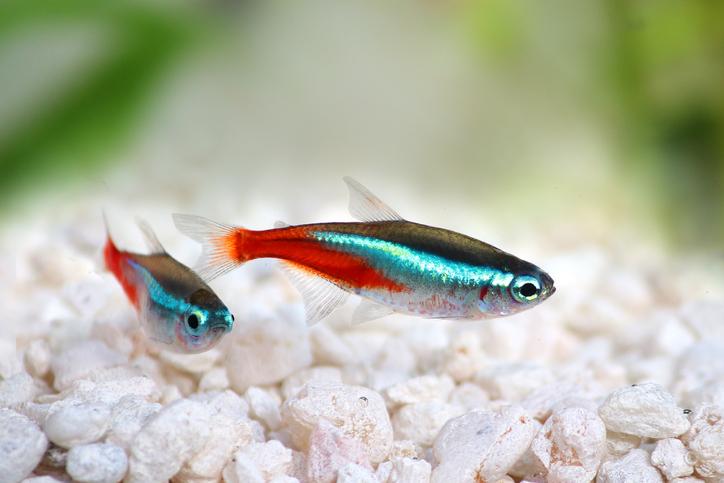 2 Neon Tetras (Paracheirodon innesi) in aquarium with white gravel