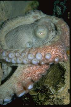 octopus