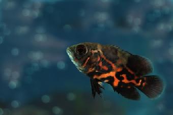 oscar