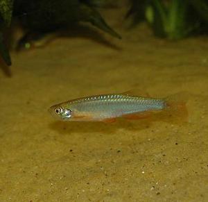 pearl danio (Brachydanio albolineatus)