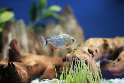 red-bellied piranha
