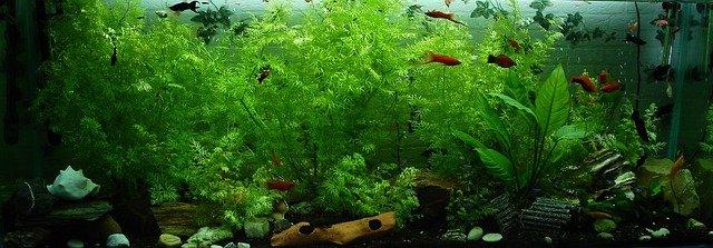 planted aquarium with swordtails