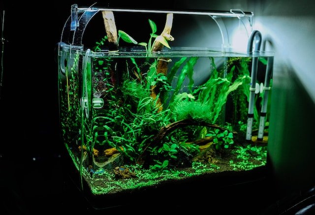 plants in a fish tank