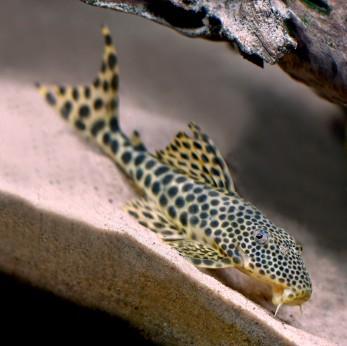 pleco