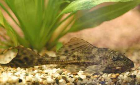 best pleco for algae control