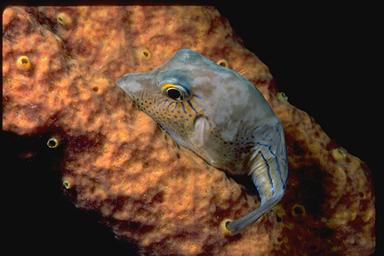 sharpnose puffer
