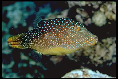 sharpnose puffer, Canthigaster spp.