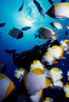 pyramid butterflyfish