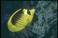 Raccoon Butterfly fish