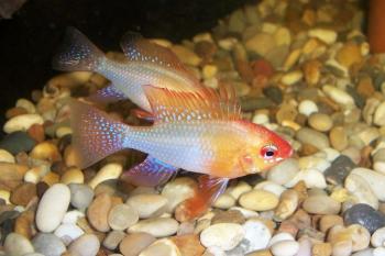 Golden Ram Cichlids