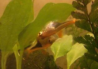 a pair of rasboras showing spawning behavior