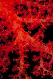 red coral