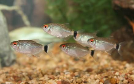 red-eyed tetra