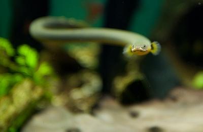ropefish (Erpetoichthys calabaricus)