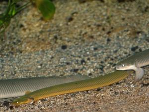 group of ropefish (Erpetoichthys calabaricus)