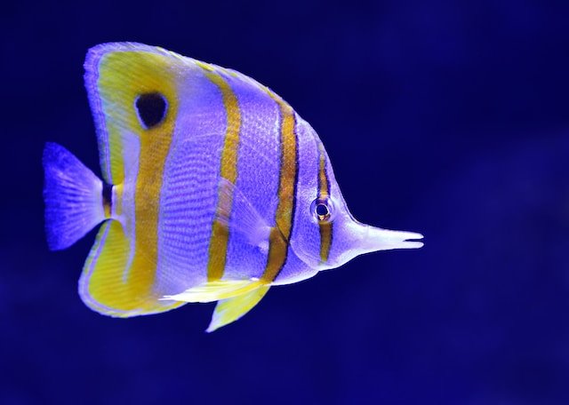butterfly fish