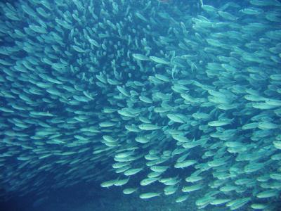 sardines in the ocean