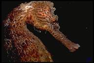 brown seahorse