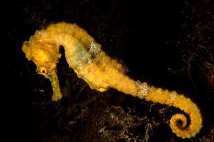 yellow seahorse