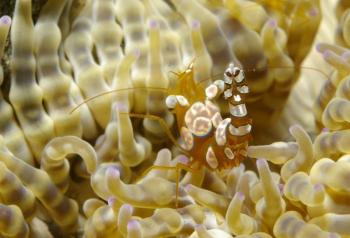 sexy anemome shrimp (Thor amboinensis)