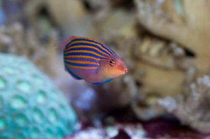 sixline wrasse